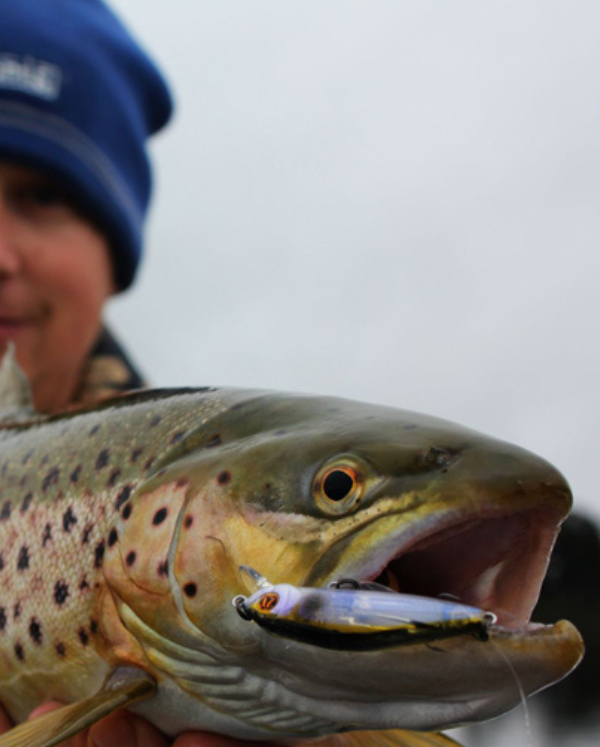 Freshwater Trout & Redfin Gift Box