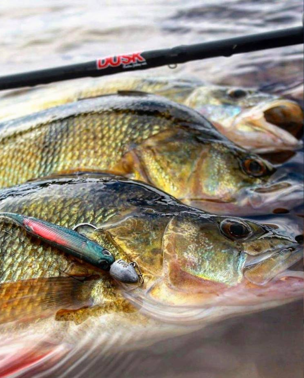 Freshwater Trout & Redfin Monthly Box