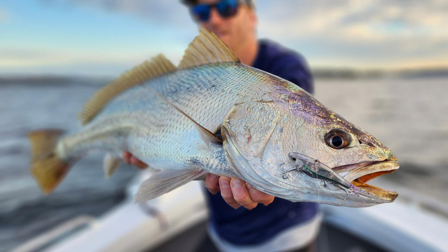 GIANT MULLOWAY BOX