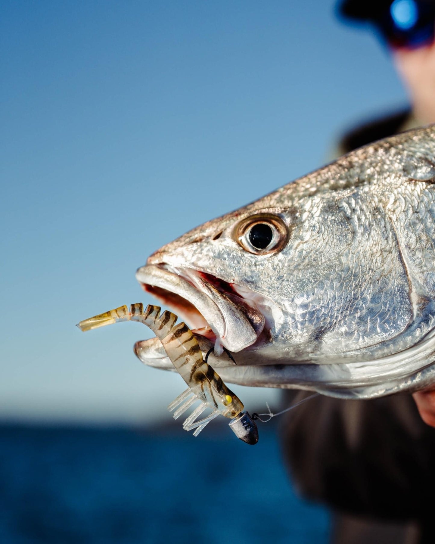GIANT MULLOWAY BOX