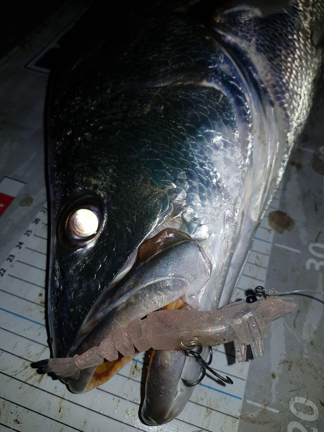 GIANT MULLOWAY BOX