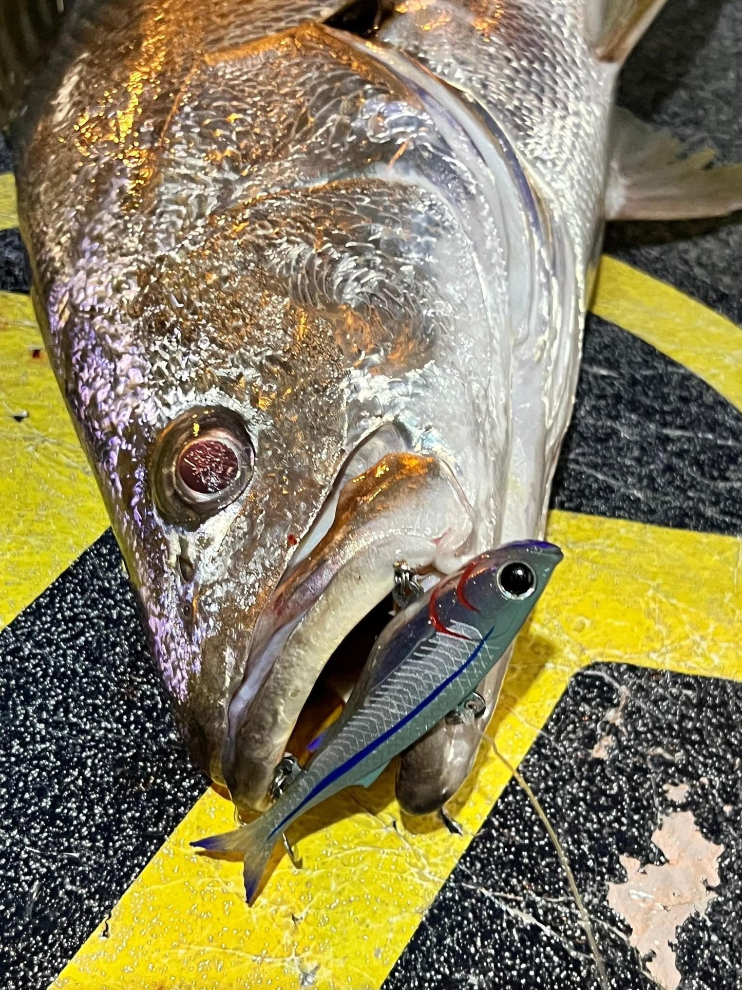 GIANT MULLOWAY BOX