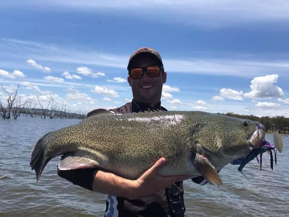 Giant Murray Cod One Off Box