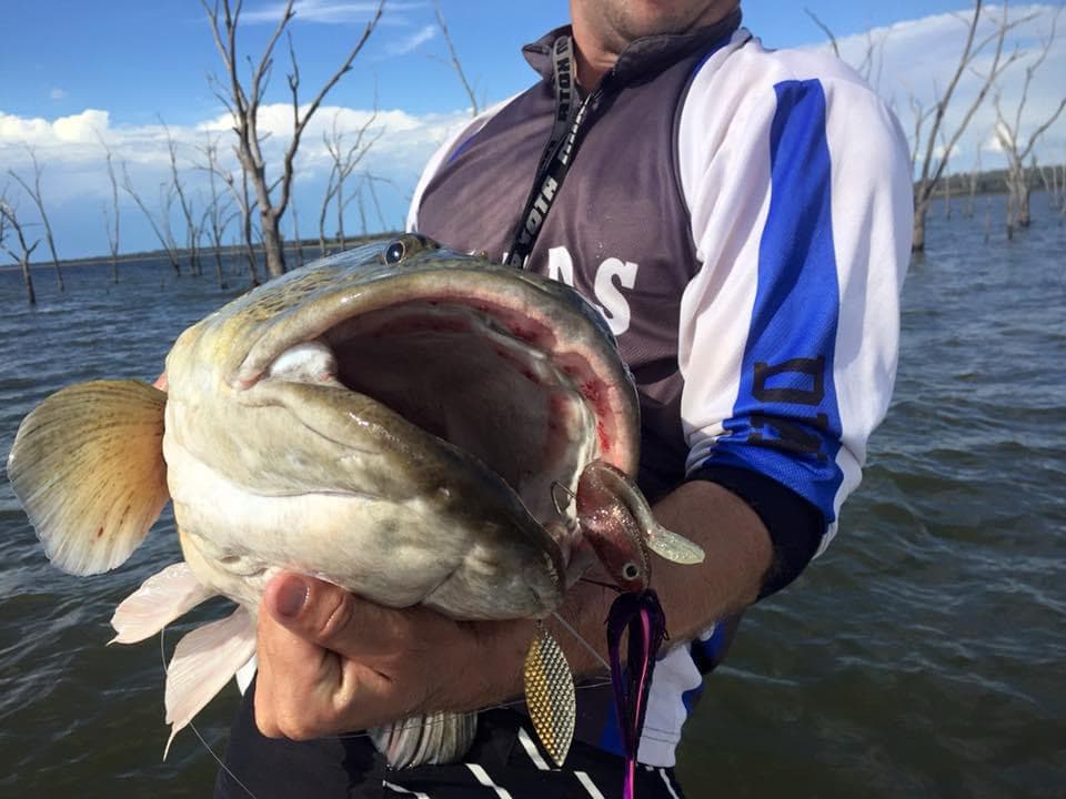 Giant Murray Cod One Off Box