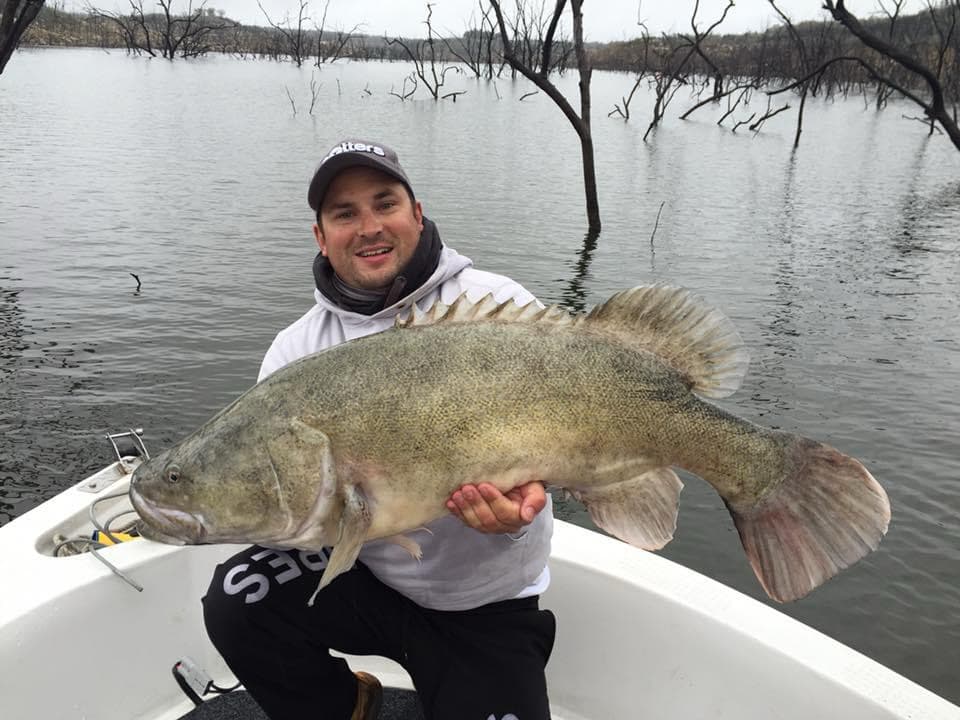 Giant Murray Cod One Off Box