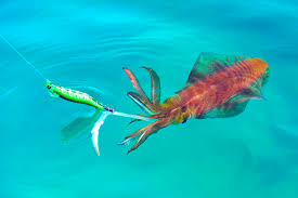 SQUID JIG one off box