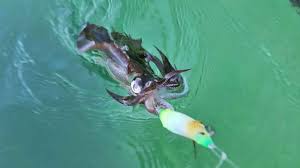 SQUID JIG one off box