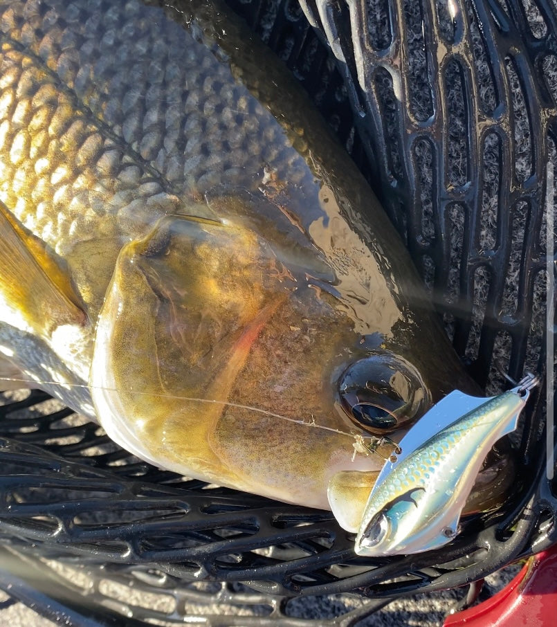 Carl's Autumn Bass Box