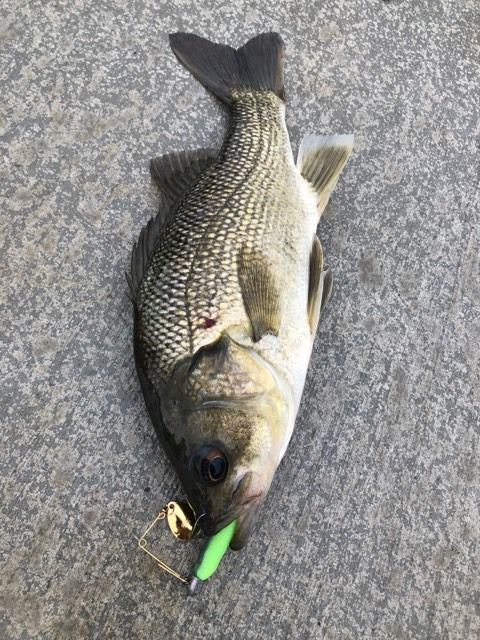 bass yella fishing lure